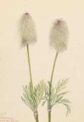 Plume Anemone Pulsatilla occidentalis, 1923