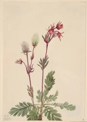 Prérijní dýmovnice (Sieversia ciliata)