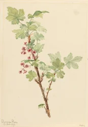 Rybíz pichlavý (Ribes lacustre)