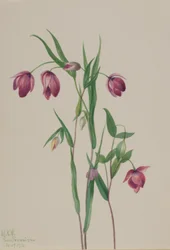 Fialová lucerna (Calochortus anoenum)