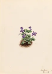 Fialová horská fialka (Viola adunca)