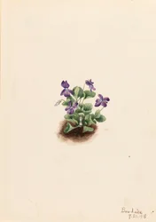 Fialová horská fialová Viola adunca, 1918.