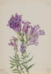 Purple Penstemon Penstemon lyallii, 1923.