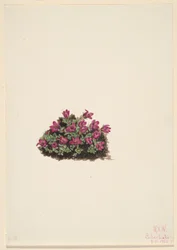 Lomikámen fialový (Saxifraga oppositifolia)
