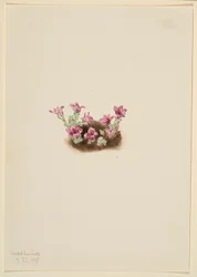 Lomikámen fialový (Saxifrage oppositifolia)