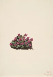 Lomikámen nachový Saxifraga oppositifolia, 1924.
