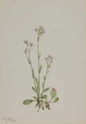 Kočičí tlapky (Antennaria racemosa)