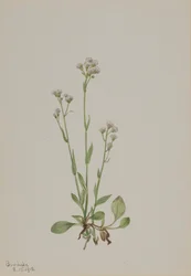 Kočičí tlapky, Antennaria racemosa, 1918.