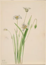 Kočičí uši (Calochortus elegans)