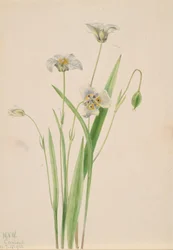 Kočičí uši, Calochortus elegans, 1923.