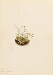 Androsace trpasličí (Androsace subumbellata)