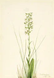 Orsej hadcová (Habenaria lacera)