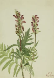 Červená přilba Pedicularis bracteosa, 1924