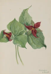 Trillium červené (Trillium erectum)