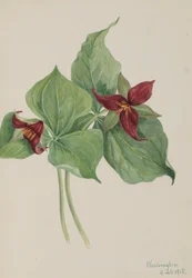 Red Trillium Trillium postaveno v roce 1918