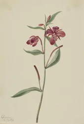 Vrbovka širolistá (Epilobium latifolium)
