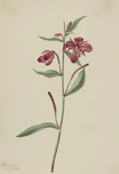 Vrbovka červená Epilobium latifolium, 1911.