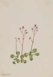 Lomikámen červený (Saxifraga lyallii)