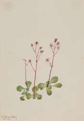 Saxifraga Redstem Saxifraga lyallii, 1916.
