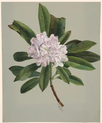 Rododendron (Rhododendron maximum)