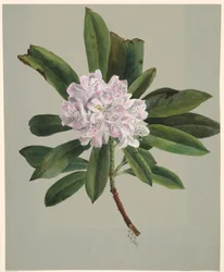 Rhododendron Maximum Rhododendron, 1880.