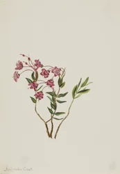 Kalmie skalní (Kalmia microphylla)