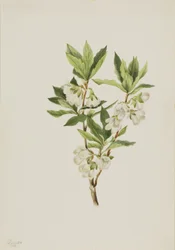 Rododendron skalní (Rhododendron albiflorum)