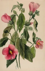 Hořec šikmý (Sabbatia angularis)