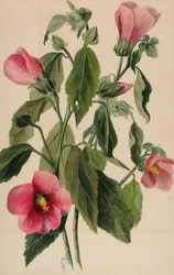 Růže Hořec Sabbatia angularis, 1880