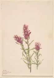 Růžový štětec (Castilleja pallida)