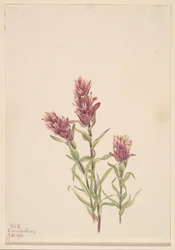 Růžový štětec Castilleja pallida, 1920.