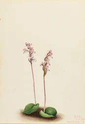 Vstavač okrouhlolistý (Orchis rotundifolia)
