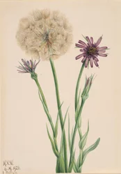 Salsify Tragopogon porfolius, 1921.