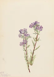 Phacelia linearis (Phacelia linearis)