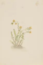 Sedum stenopetalum