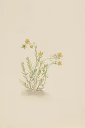 Sedum stenopetalum, ca. 1917-1918.