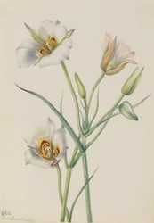 Lilie Sego (Calochortus nuttallii)