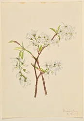 Shadbush (Amelianchier oblongifolia)