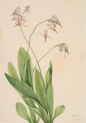 Shooting Star Dodecatheon mediadia, 1919.