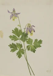Kolumbínie krátkoplodá (Aquilegia brevistyla)