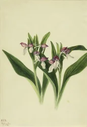Vstavač oslnivý (Orchis spectabilis)