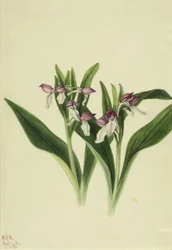 Okázalý Orchis Orchis spectabilis, 1926