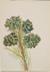 Borovice jednolistá (Pinus monophylla)