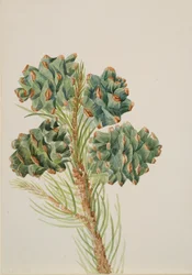 Borovice jednolistá Pinus monophylla, ca. 30. léta 20. století.