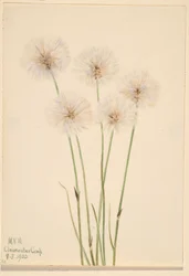 Bavlník štíhlý (Eriophorum chamissonis)