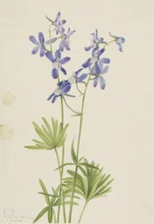 Skřivanec štíhlý (Delphinium depauperatum)