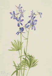Slim Larkspur Delphinium depauperatum, 1924