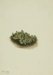 Vrba sněžná (Salix nivalis)