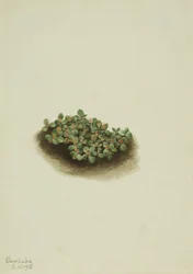 Sněžná vrba Salix nivalis, 1918.