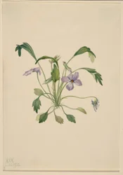 Violka jižní (Viola digitata)
